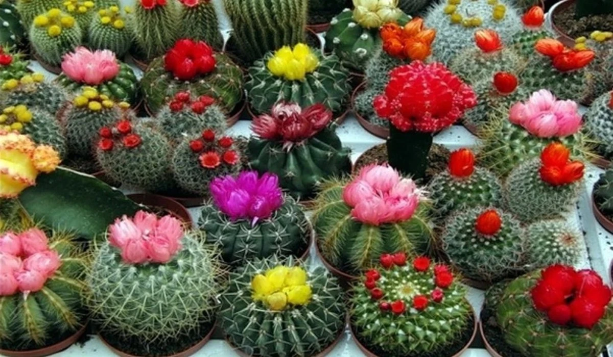 El carbón activado: el secreto de farmacia para revivir cactus deshidratados