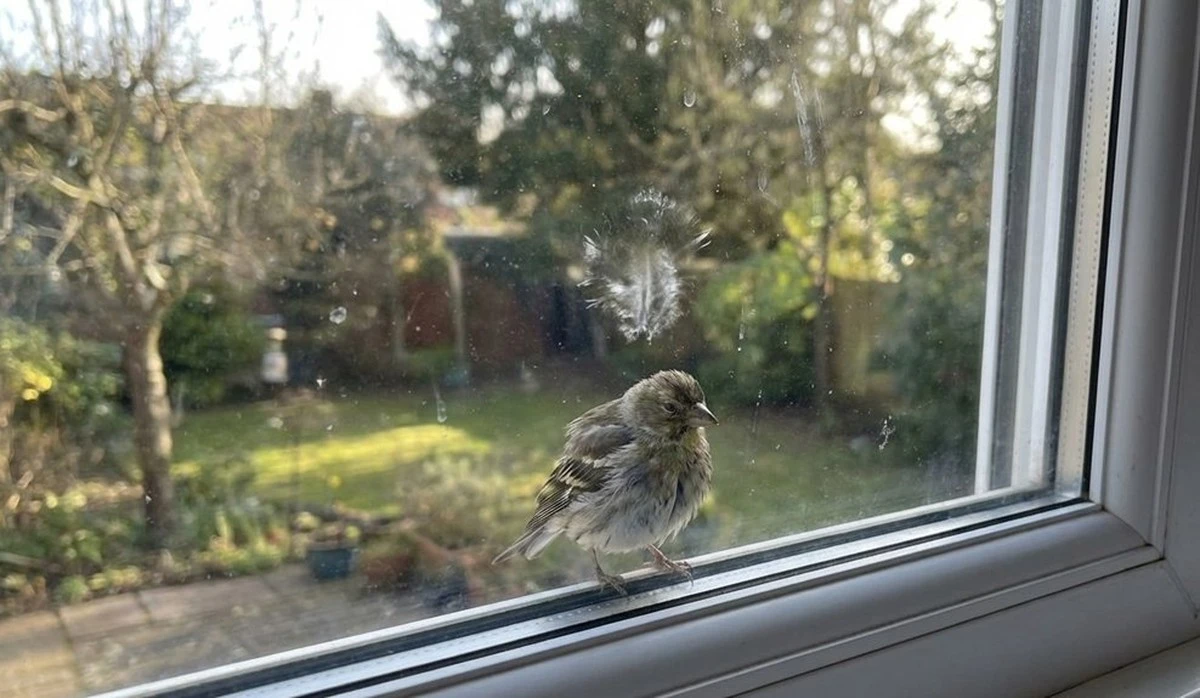 El pájaro que golpeó mi ventana: la frase de mi abuela que me detuvo en seco