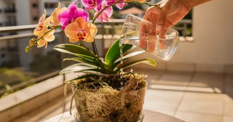 El secreto de las orquídeas para florecer más tiempo: agua de arroz