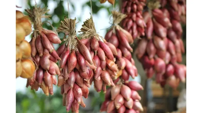 El secreto del vecino agrónomo: lo que pongo en los agujeros de mis cebollas para cosechar dos meses antes