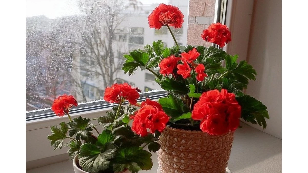 El secreto para que tus geranios florezcan sin parar: un ingrediente de botiquín.