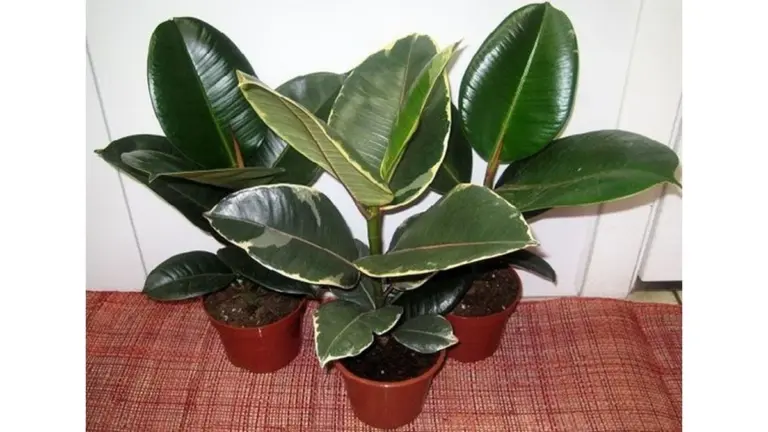 El truco de las abuelas con toallas viejas: tus plantas no se helarán ni en la ventana más fría