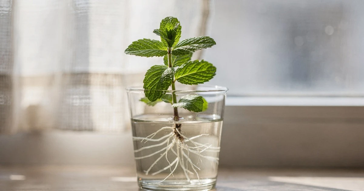 El truco sencillo para que tu menta crezca en días, no semanas
