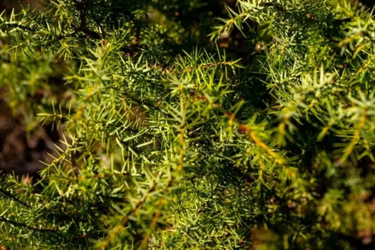 El vinagre de enebro que tus riñones olvidaron y que alivia el frío