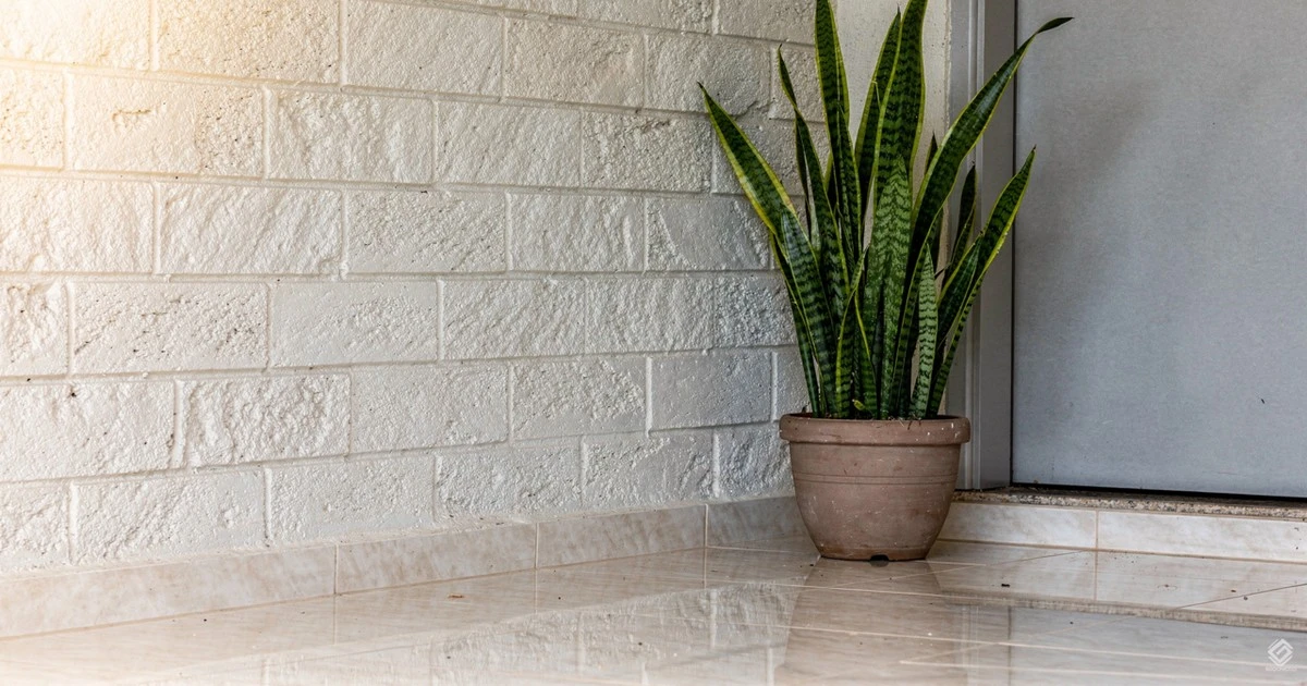 Espada de São Jorge vs. Comigo Ninguém Pode: La Guerrilla Energética Contra La Envidia en 2026