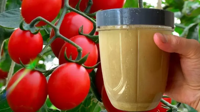 La abuela compra levadura para sus tomates y entendí mi error