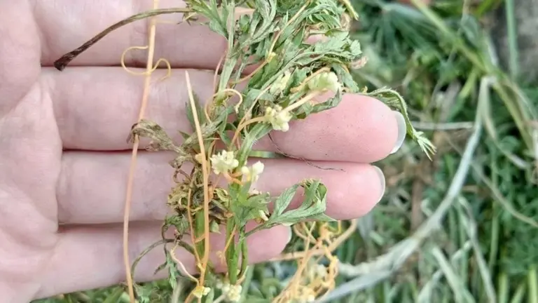 La "abuela" jardinera revela el secreto: hojas y malas hierbas por 2 minutos protegen tus brotes del frío.