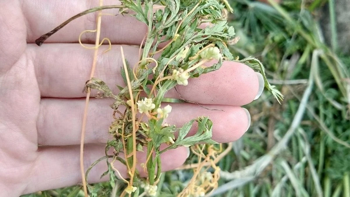 La "abuela" jardinera revela el secreto: hojas y malas hierbas por 2 minutos protegen tus brotes del frío.