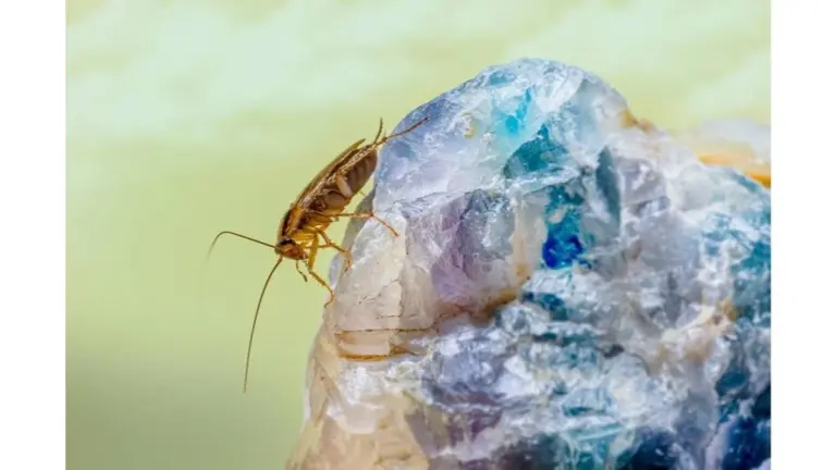 La "cena de despedida" para las cucarachas: las alimenté una vez y toda la plaga desapareció