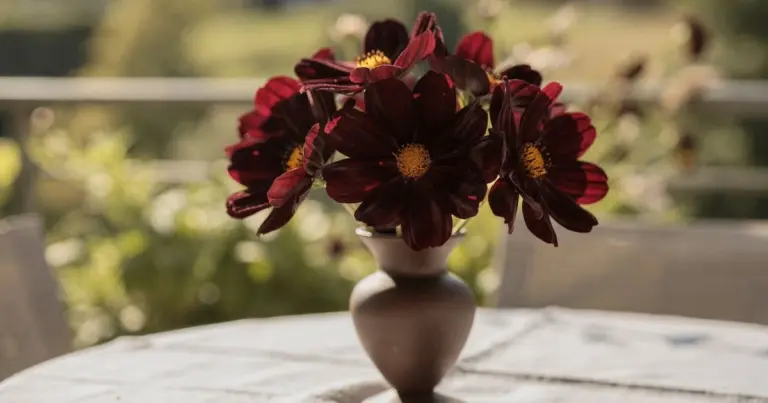 La codiciada planta que huele a chocolate: ¿por qué todos quieren una muda?