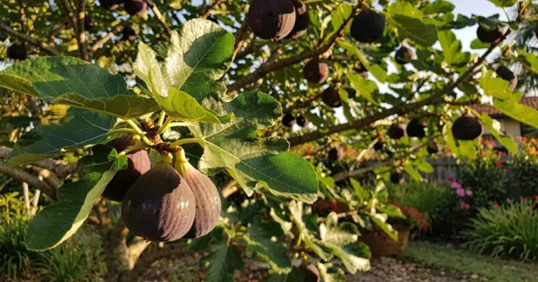 La dulce tentación: cómo cultivar higos que saben a miel salvaje escondida en gloriosas hojas brasileñas