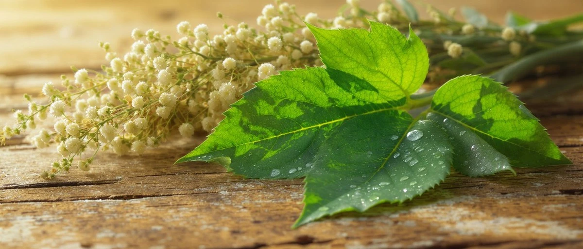 La infusión de raíz de achicoria: el secreto de mi madre para niveles de azúcar sorprendentemente saludables