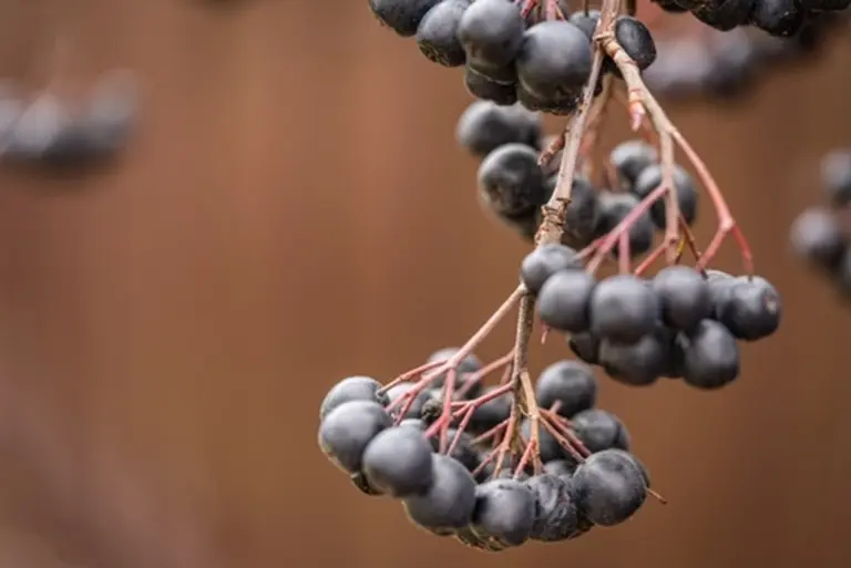 La judía que los nutricionistas esconden: tu desayuno podría ser el culpable de tu cansancio