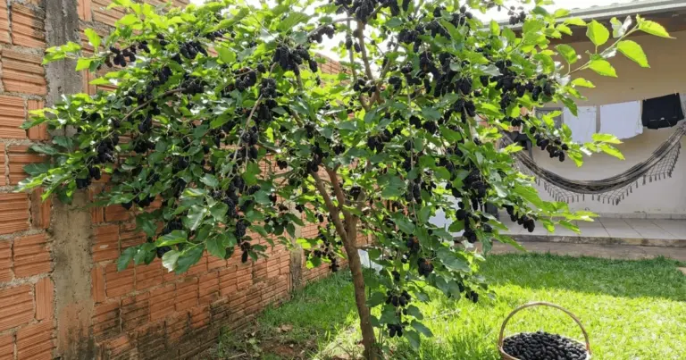La mora: la fruta milagrosa que llena tu mesa y cabe en un balcón