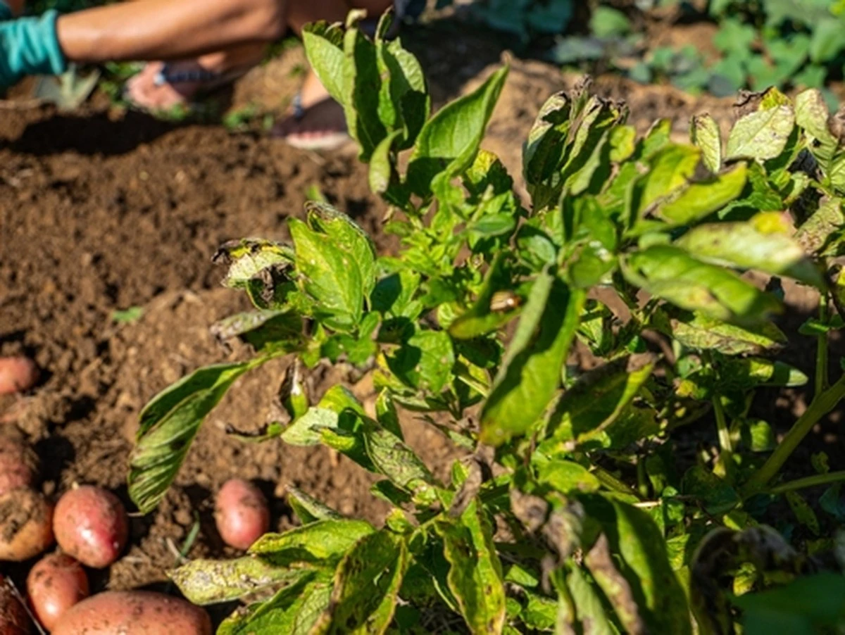 La reina de las papas: por qué todos eligen Anna y cómo salvará tu bolsillo