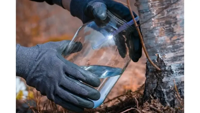 La savia de abedul: la guía definitiva para recolectarla y beberla por tu salud