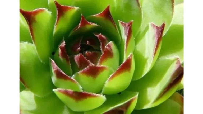 Mi vecina vio mi planta y me reveló su secreto: "Eso se come" - Mi digestión mejoró en una semana