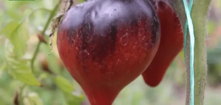 Mi vida con tomates era una mentira hasta que probé el negro