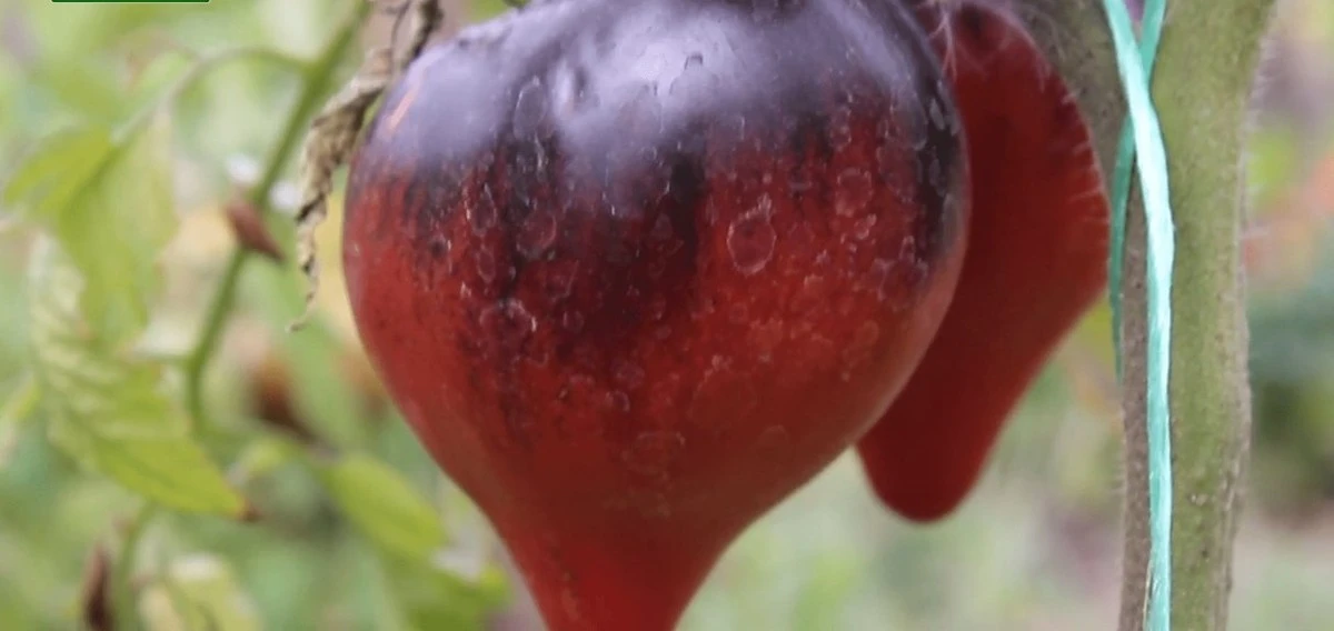 Mi vida con tomates era una mentira hasta que probé el negro