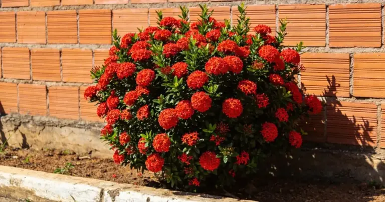 Moreia vs. Ixoria: El Duelo de las Plantas Más Resistentes Para Tu Jardín