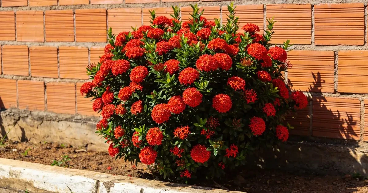 Moreia vs. Ixoria: El Duelo de las Plantas Más Resistentes Para Tu Jardín