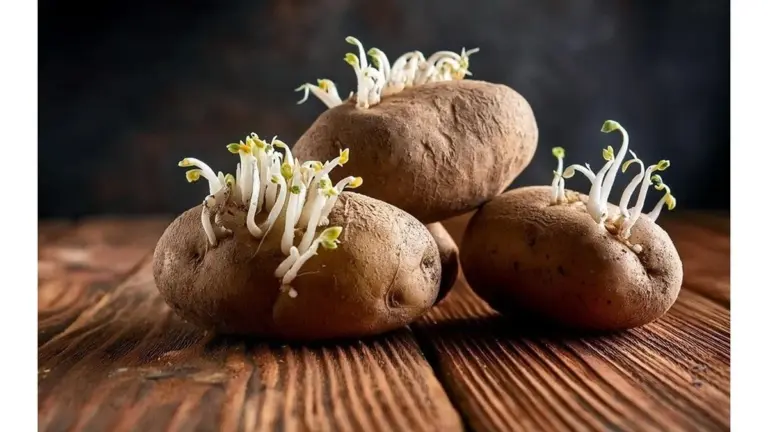 No tires más los brotes de patata: mi vecina me enseñó un truco genial para usarlos