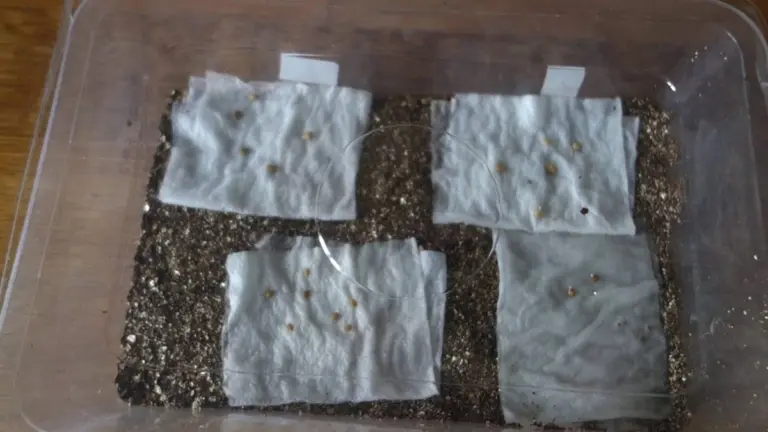 Olvídate de la tierra: bandejas de gasa estéril para semillas que germinan en días