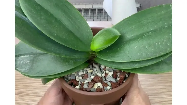 Orquídeas radiantes: el secreto de un brillo saludable con un solo ingrediente de cocina