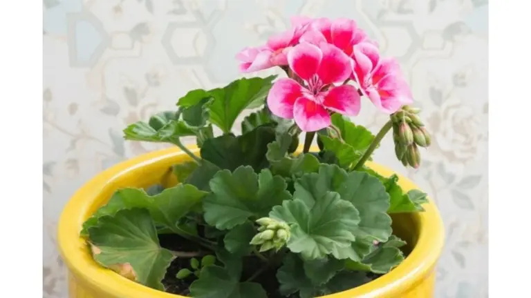 Pelargonias: el secreto para el doble de flores con este método de propagación invernal