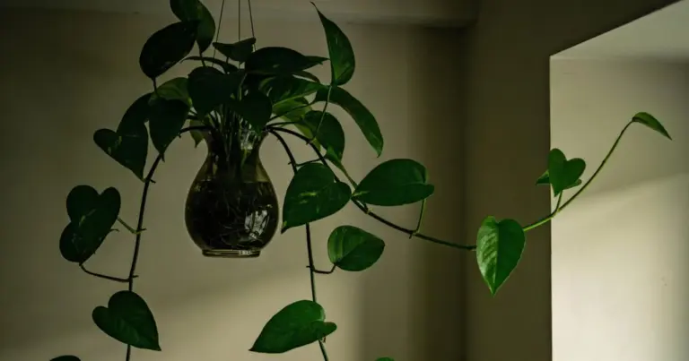 Plantas de interior que limpian el aire y viven en la oscuridad
