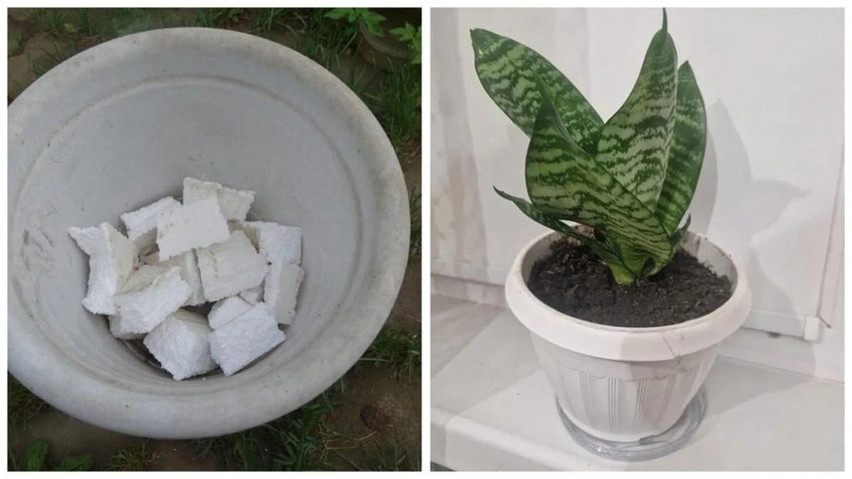 Poliespan atrapado en cajas: el 'oro' gratis que transforma tus macetas