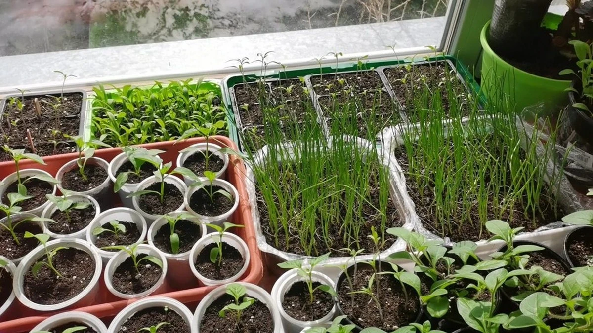 Pon 1 cosa al lado de tus plántulas débiles y alargadas — verás el resultado en 3 días