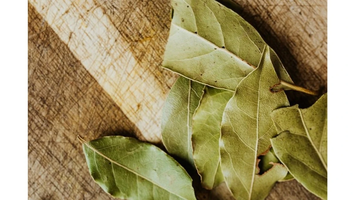 Por qué entierro hojas de laurel al final del invierno y tengo la conciencia tranquila: lo hago hace más de 20 años