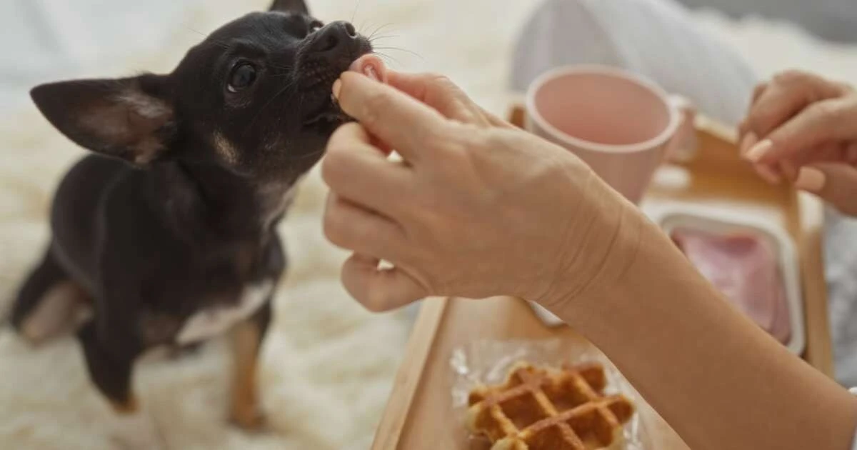Por qué esa "golosina" de tu plato puede ser mortal para tu mascota