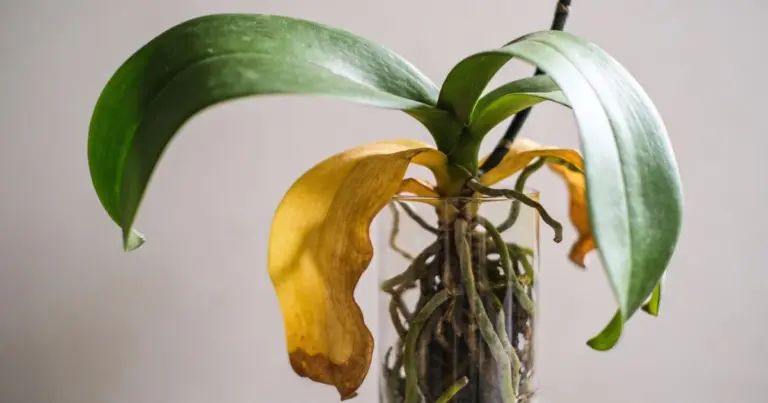 Por qué las hojas de tu orquídea se vuelven amarillas: la señal que no debes ignorar