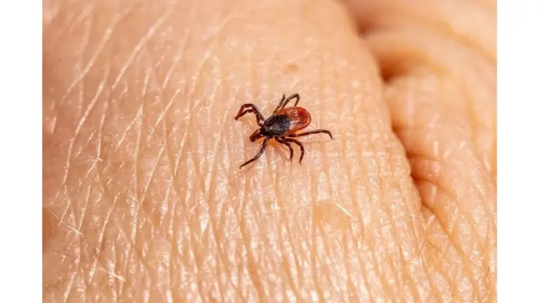 Por qué los mosquitos y garrapatas te ignoran con este truco de €2 de tu vecina