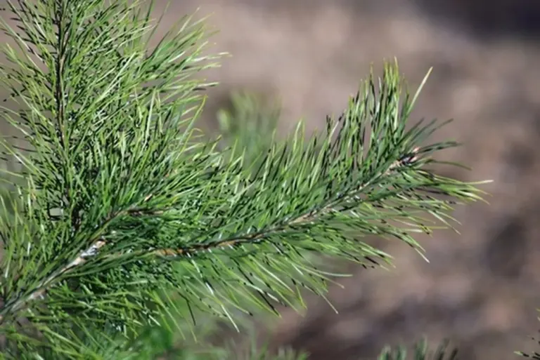 Por qué mis vecinas desaparece en el bosque cada mayo con tarros vacíos: este año me confesó su secreto