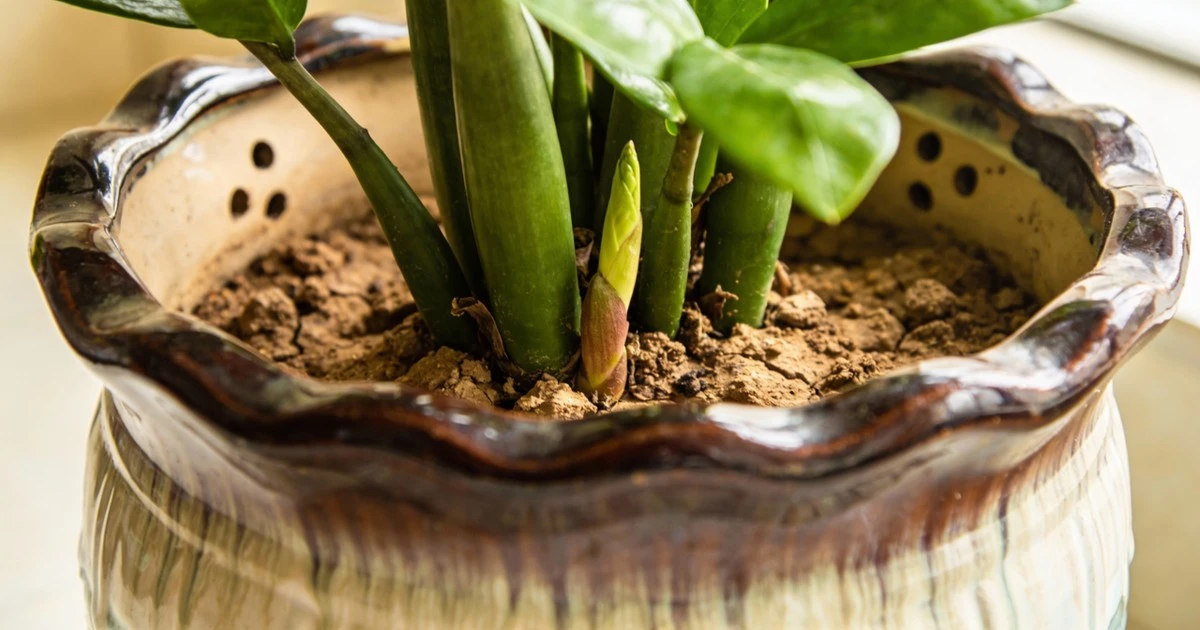 ¿Por qué tu zamioculca no saca hojas nuevas? Descubre el error que todos cometen
