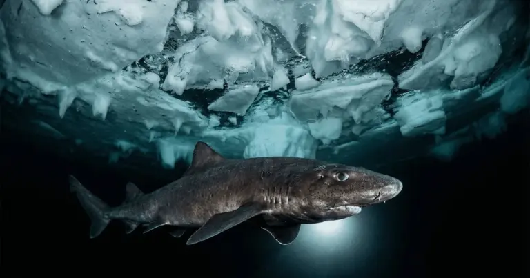 Tiburones Antárticos: Los Secretos de Supervivencia Bajo el Hielo Que la Ciencia Apenas Descifra