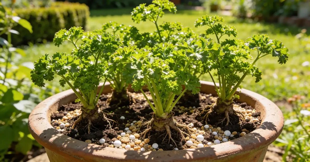 Transforma 1 rama de romero en un jardín entero: el truco económico que los expertos guardan