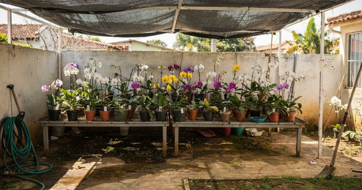 Transforma tu balcón en un paraíso de orquídeas: costos y secretos para lograrlo este año