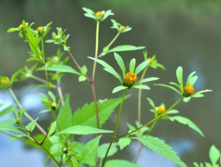 Transforma tu digestión y piel con esta planta olvidada de tu jardín