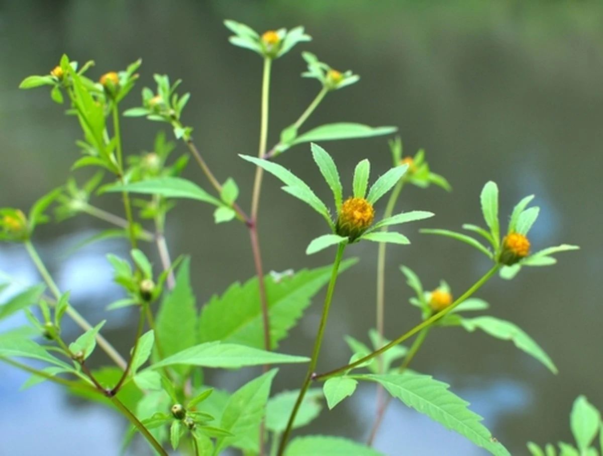Transforma tu digestión y piel con esta planta olvidada de tu jardín