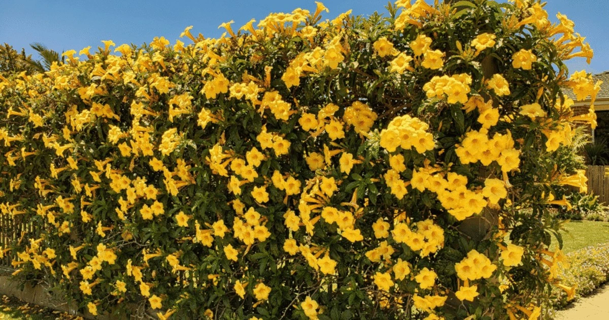 Transforma tu valla en un muro de flores amarillas con estas 5 razones para plantar alamandas