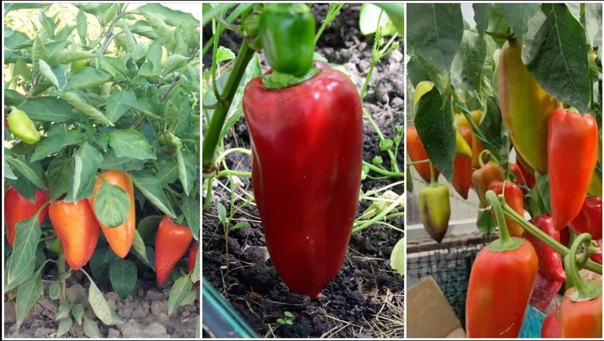 Tres variedades de pimiento que deberías cultivar: el secreto de un agricultor veterano