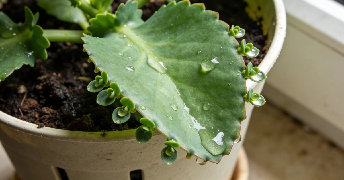 Tu planta "llora" con gotas por las hojas: la señal oculta que no debes ignorar