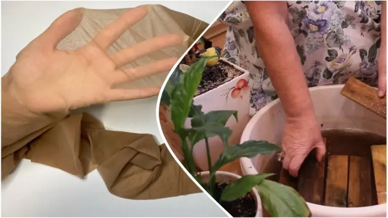 Tus medias caídas: el secreto casero para que tus plantas no mueran en vacaciones