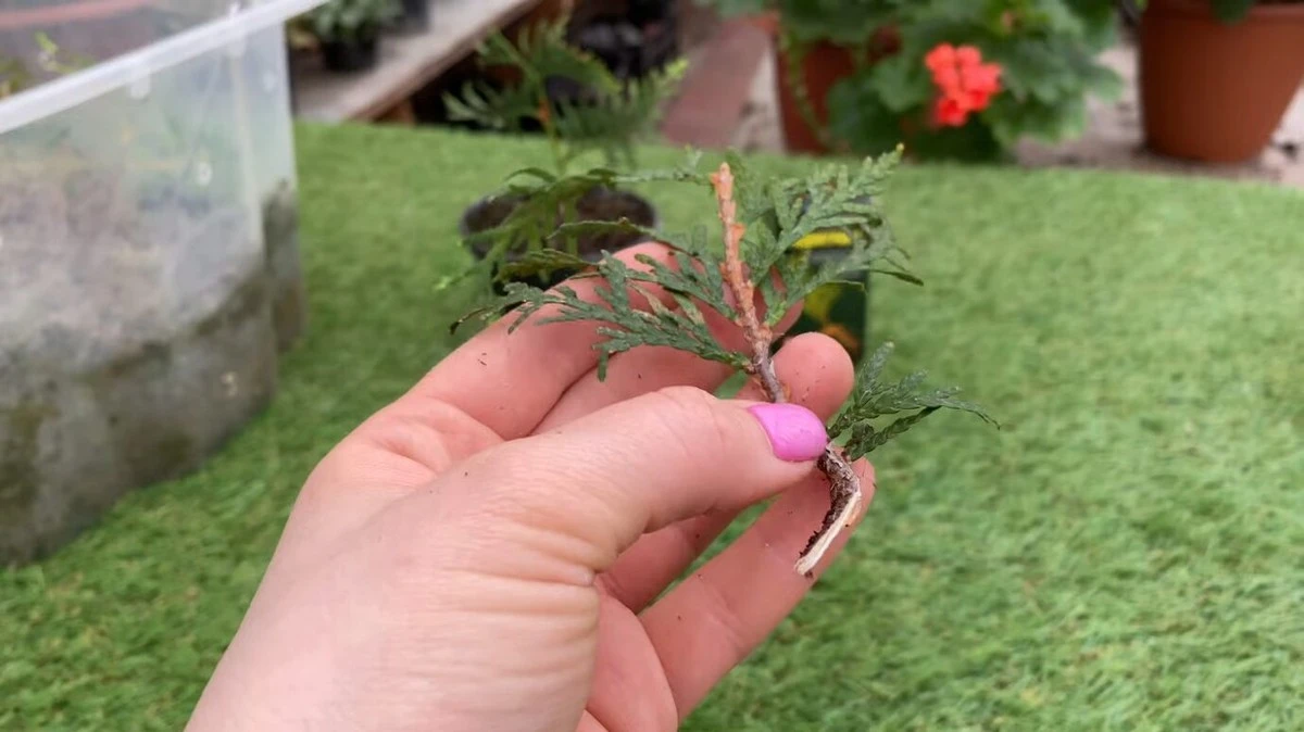 Una cucharada de almidón y cebolla: el truco casero que hace enraizar esquejes en 24 horas