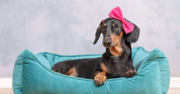 10 nombres de perros tan únicos como el color de su pelaje