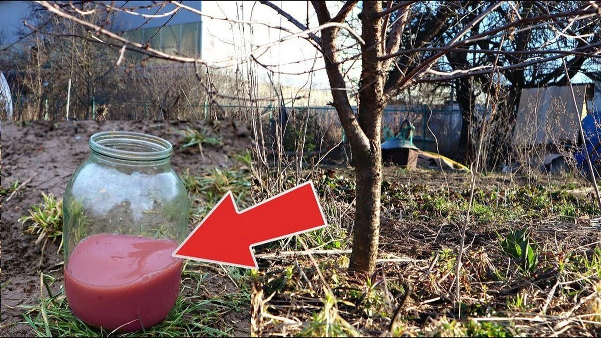 2 tazas de fertilizante bajo el cerezo en marzo: cosecho 150 kg de cerezas, mis vecinos creen que tengo un secreto